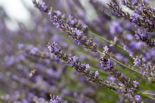 Lavender plants growing in a garden during a sunny day in the summer season