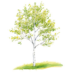 Fototapeta premium watercolor vector of Aspen Tree High Quality, isolated on a white background.