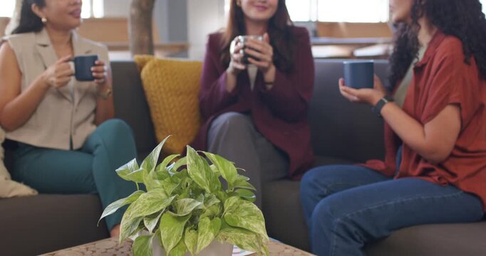 Three women holding mugs, chatting on office sofa during break while camera pulling back from plant