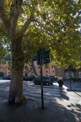 Naklejka premium A person walking across a street under a tree on a sunny day.