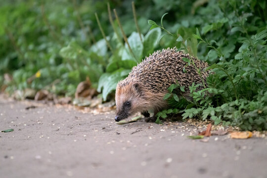 Hedgehog with spines walks along a gravel path. Green foliage borders the edge of the walkway. It nibbles on small plant matter near the ground. Natural light highlights the hedgehog's textured fur