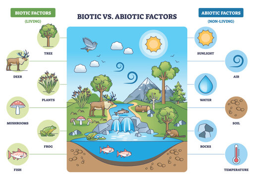 Biotic vs abiotic factors visual shows an ecosystem where living and nonliving interact, trees, sun, and water illustrate balance of life and environment. Outline diagram