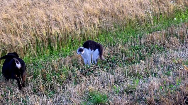 Tense stock video captures a moment of intense conflict and aggression between a domestic cat and a dog in a rural field. The animals behave aggressively, showing defensive and attacking moves, creati