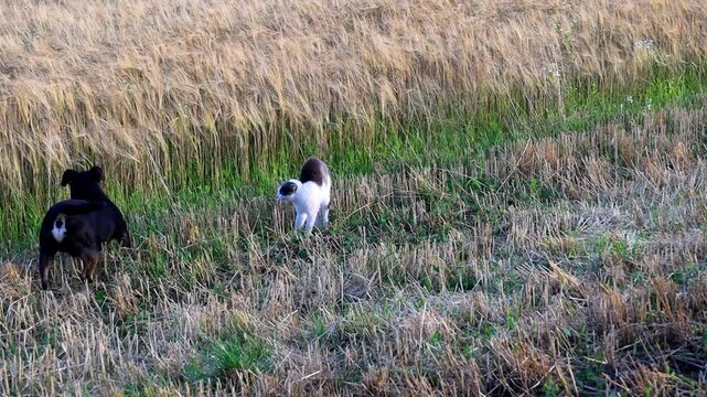 Tense stock video captures a moment of intense conflict and aggression between a domestic cat and a dog in a rural field. The animals behave aggressively, showing defensive and attacking moves, creati