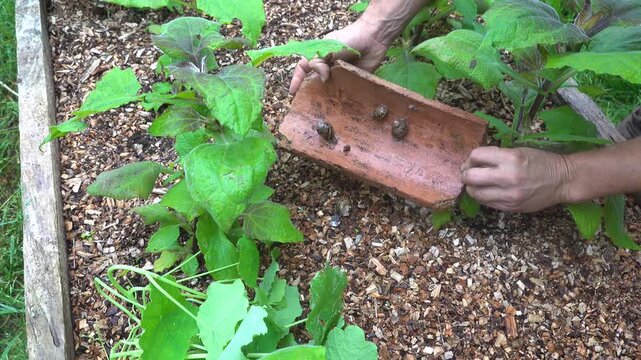 Gardener revealing snails under a roof tile in an ecological pest control trap inside a garden vegetable patch