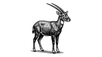 Detailed illustration of an antelope standing. © asni
