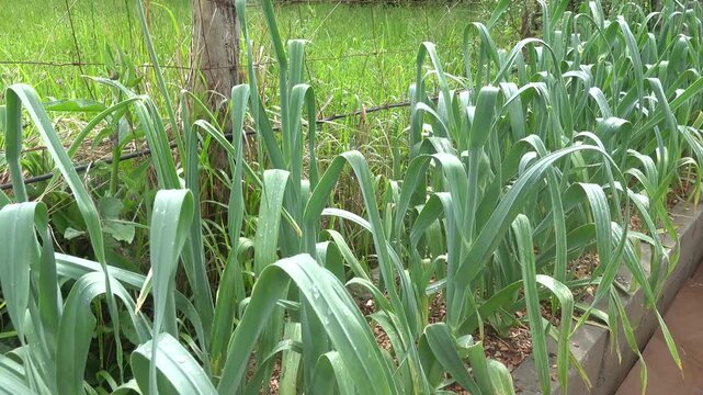 Fresh green garlic plants growing in a raised garden bed in a backyard vegetable plot with a wire fence background