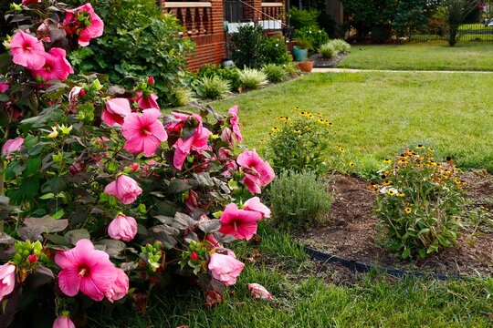 Pink hibiscus in front yard flower garden