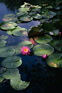 Lotus flower or water lily in the pond amongst the green leaves floating on the water