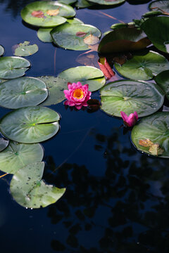 Lotus flower or water lily in the pond amongst the green leaves floating on the water