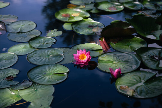 Lotus flower or water lily in the pond amongst the green leaves floating on the water