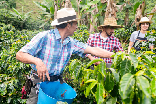 Coffee workers are picking ripe coffee cherries by hand on a green plantation
