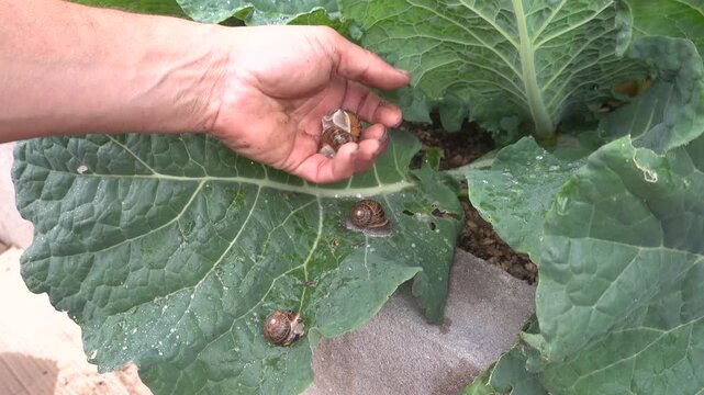 Farmer's hand manually removing garden snails from a green cabbage leaf in an organic vegetable garden for pest control