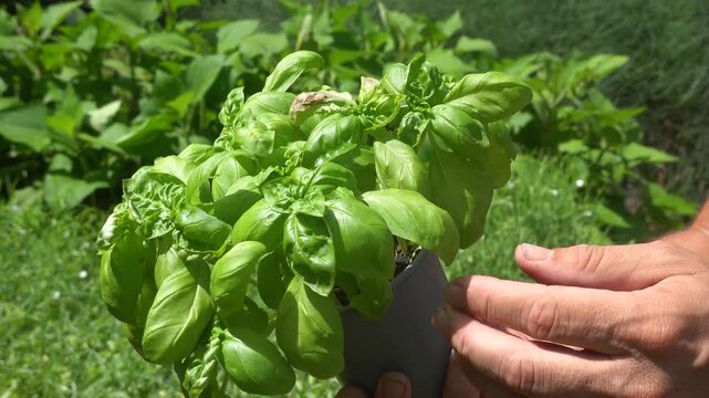 Close-up of a gardener's hands holding and inspecting a fresh green basil plant in a sunny potager garden