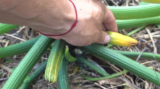 Farmer's hand inspecting a stunted zucchini fruit not pollinated and rotting on the plant stem in a vegetable garden