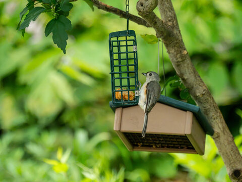a tufted titmouse in the back yard