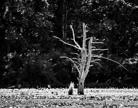 a dead tree in the water