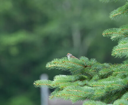 chipping sparrow in a spruce tree