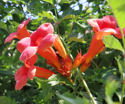Bignonia, Campis 