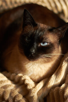 Siamese cat resting on soft blanket warm light cozy home portrait