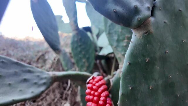 A macro shot of vibrant red berries growing on a vine intertwined with green prickly pear cactus pads, set against a blurred natural countryside background in Malta.