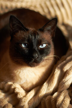 Siamese cat resting on soft blanket warm light cozy home portrait