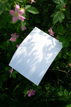 Mockup of white A4 sheet in shrubbery with rosehip flowers with blurred soft focus. Mockup poster in summer colors in shade. White blank presentation design