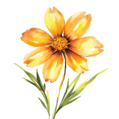 Obraz premium Coreopsis Flower, high quality watercolor, isolated on a white background, vibrant details.