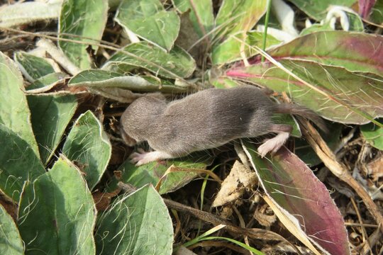 Small baby shrew on grass in the garden, closeup