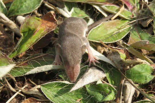 Small baby shrew on grass in the garden, closeup