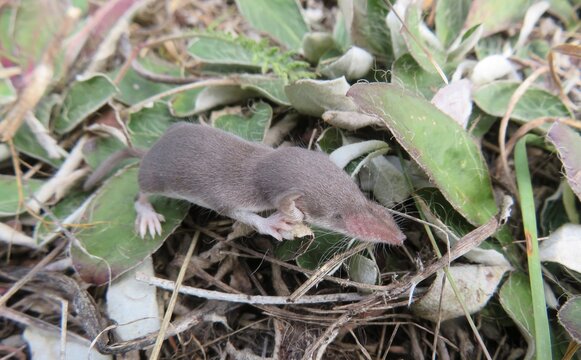 Small baby shrew on grass in the garden, closeup