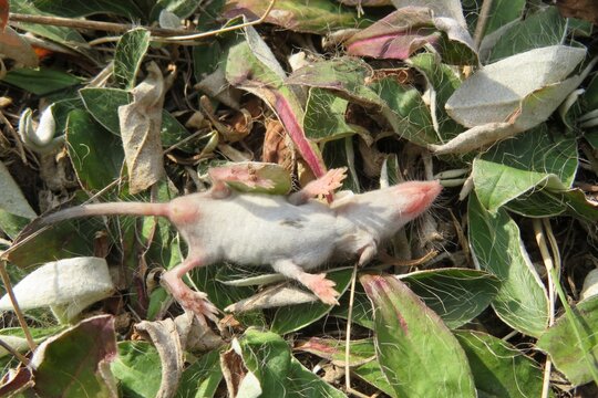 Small baby shrew on grass in the garden, closeup