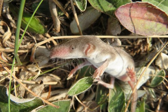 Small baby shrew on grass in the garden, closeup