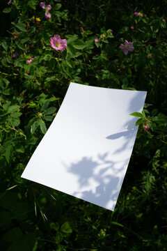 Mockup of white A4 sheet in shrubbery with rosehip flowers with blurred soft focus. Mockup poster in summer colors in shade. White blank presentation design