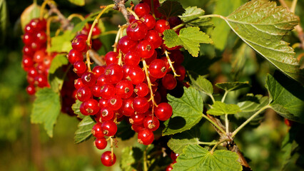 Ripe juicy red currants growing on a bush in the garden. Fresh summer berry harvest, organic cultivation, and vitamin-rich fruit as a natural dessert for a healthy diet. © Sinelie