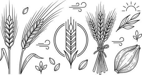 Wheat barley grain ear stalk agriculture farm harvest vector line art set, © AKTAR