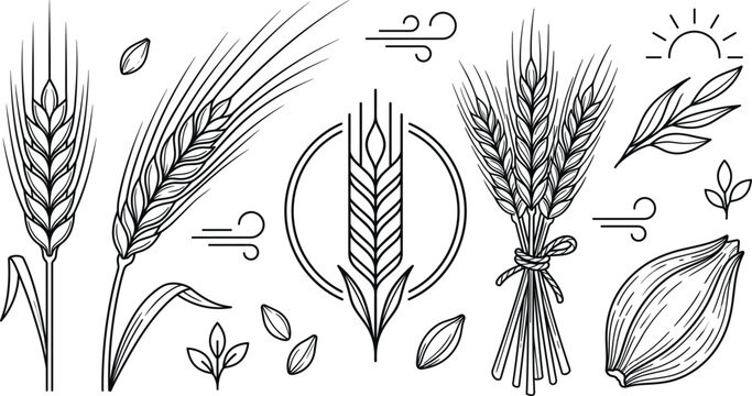 Wheat barley grain ear stalk agriculture farm harvest vector line art set,