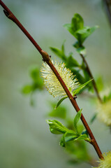 Willow © Светлана Калинина