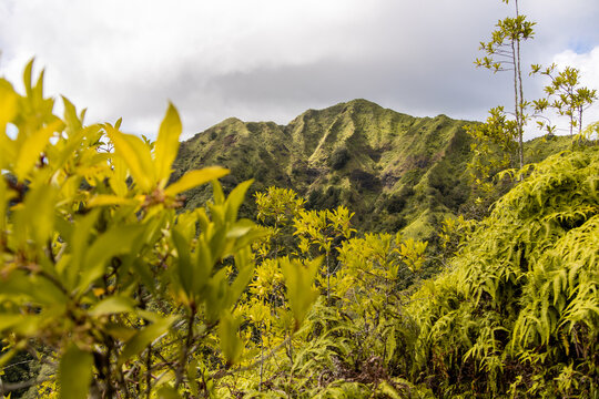 Dense tropical foliage framing the Kuliouou Ridge Trail, Oahu