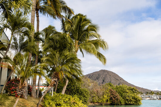 Palm trees framing a distant volcanic peak along the ridge trail, Oahu