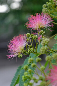 Silk tree or Albizia julibrissin pink bloossom . Close up delicate pink and white filaments of fluffy blooming inflorescence. 