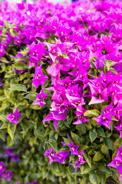 Vivid magenta bougainvillea blossoms along the Honolulu waterfront, Oahu