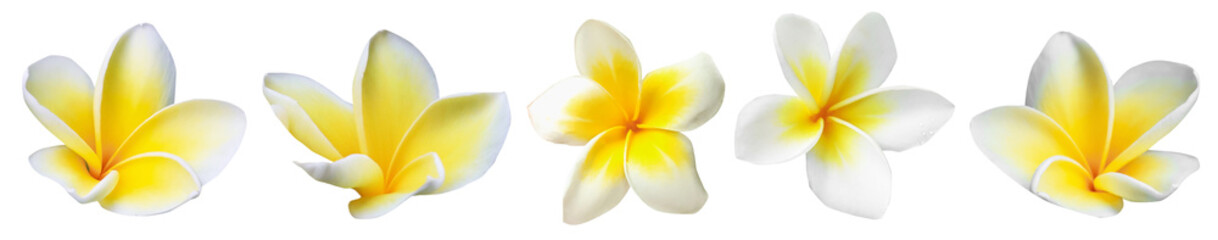 Fototapeta premium Tropical plumeria flowers isolated on white, set