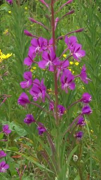 Grayish stem, green pointed leaves, pink flowers, ornamental hairy willowherb