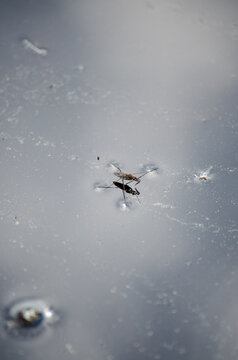 Water Strider