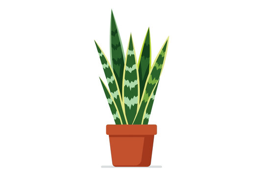 Snake Plant in Terracotta Pot Indoor.