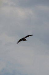 Obraz premium hawk