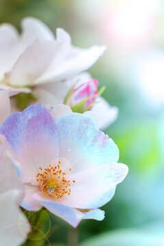 Dreamy White Wild Rose Blossom with Soft Rainbow Light and Copy Space