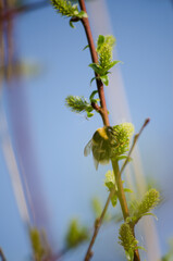 Bumblebee on a willow tree © Светлана Калинина