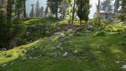 Sheep grazing on pasture - Sheep graze across a green mountain pasture surrounded by pine trees and scattered rocks © JawadAhmedParas